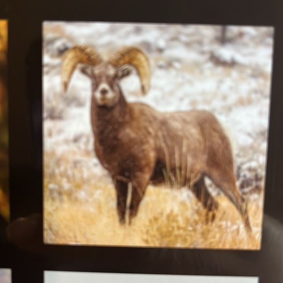 North America Wild Life 2025 12 Month Calendar NIP - Picture 12 of 16